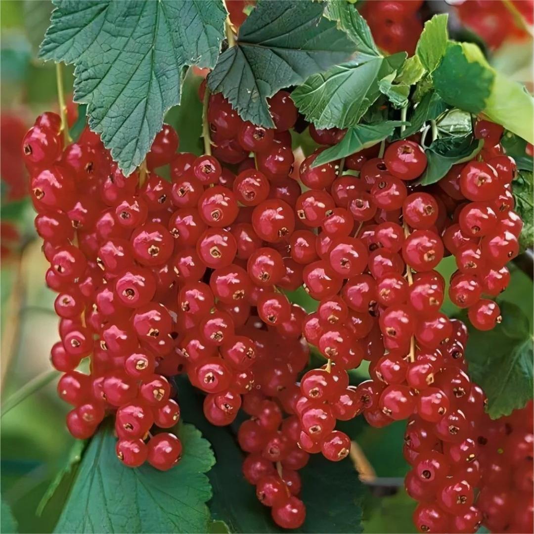 Multicolor Gooseberry Seeds-Plantjoyfarm-Fruit Seeds