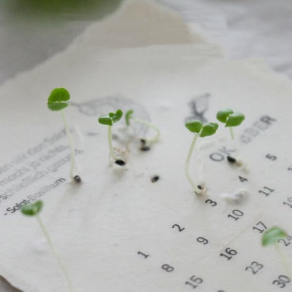 🌱2025 Eco-Friendly Plantable Seed Calendar