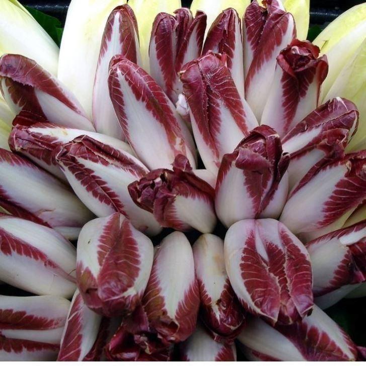 Golden Magnolia Seeds—The “Prince” of European Vegetables-Plantjoyfarm-Vegetable Seeds,best selling