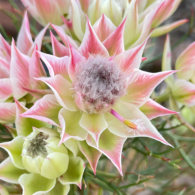 Rare Serruria florida Seeds - Blushing Bride-Plantjoyfarm-Flowers Seeds,Garden Seeds,best selling