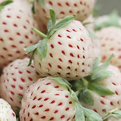 1 Bag Rare Milk Strawberry Seeds-Plantjoyfarm-Fruit Seeds,best selling