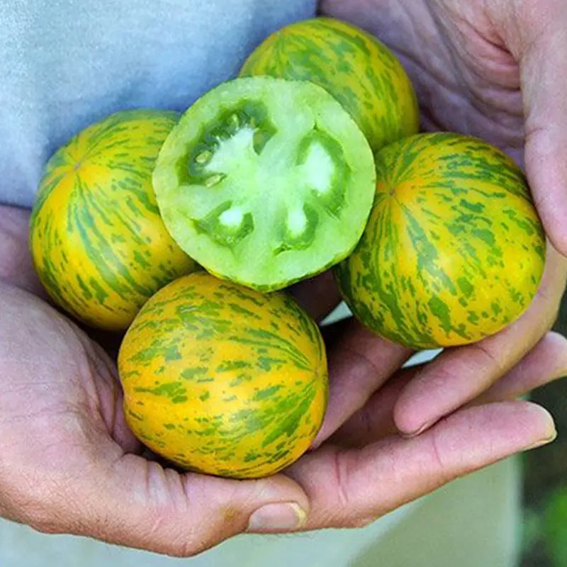 Green Zebra Tomatoes Seeds-Plantjoyfarm-
