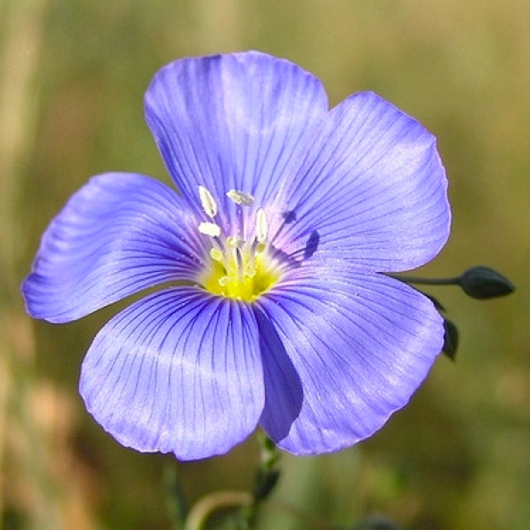 Perennial Blue Flax Seeds-Plantjoyfarm-Flower Seeds