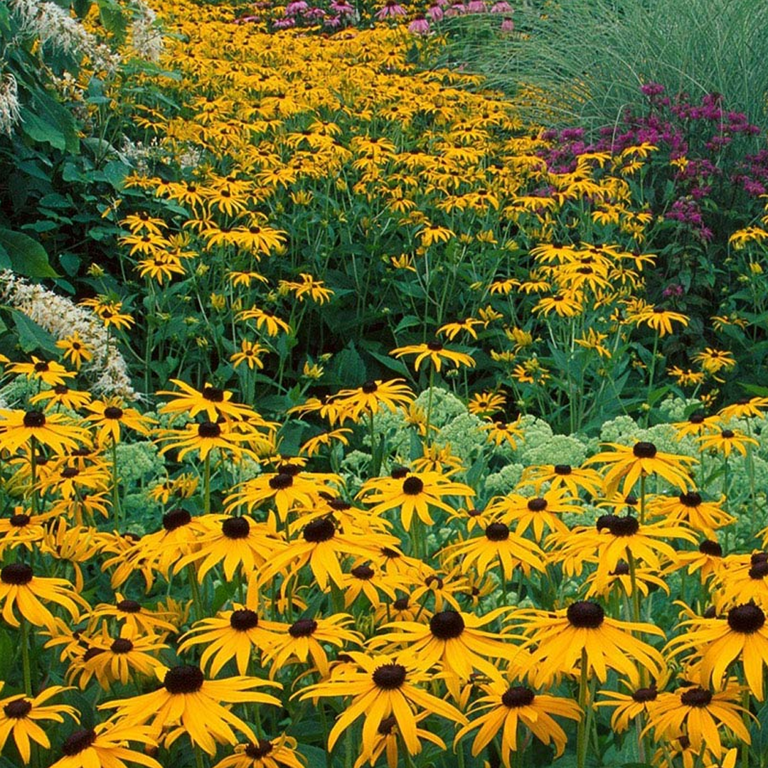 Black Eyed Susan Seeds-Plantjoyfarm-Flower Seeds