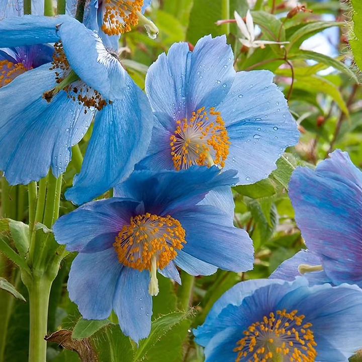 100 Blue Meconopsis Betonicifolia Flower Seeds-Plantjoyfarm-Garden Seeds,best selling