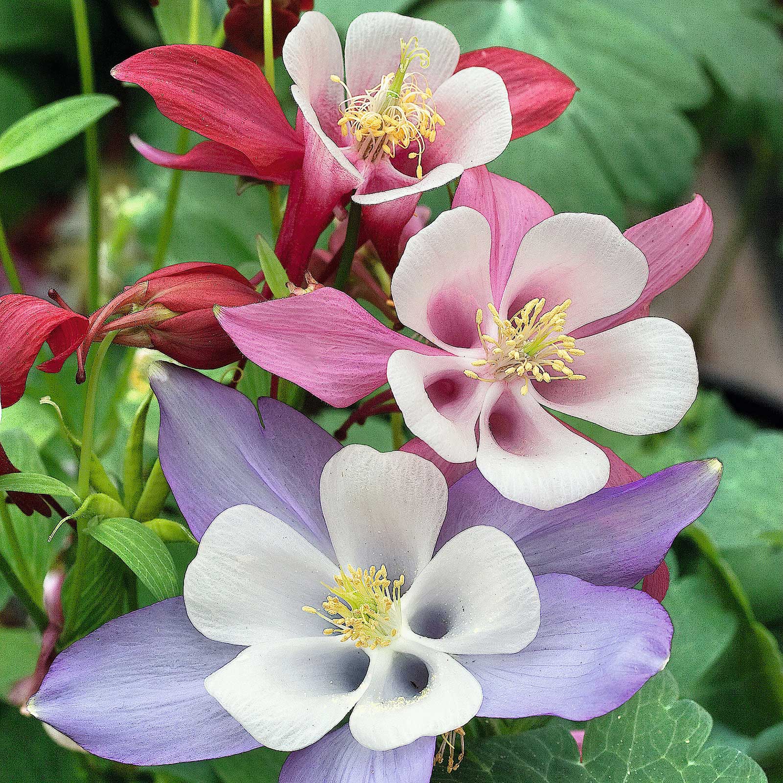 Columbine Seeds - McKana Giant Mix-Plantjoyfarm-Flower Seeds,Garden Seeds,best selling