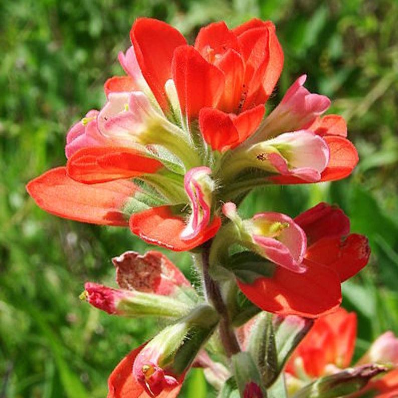 Red INDIAN PAINTBRUSH Castilleja Indivisa Flower Seeds-Plantjoyfarm-Flower Seeds,Garden Seeds,best selling