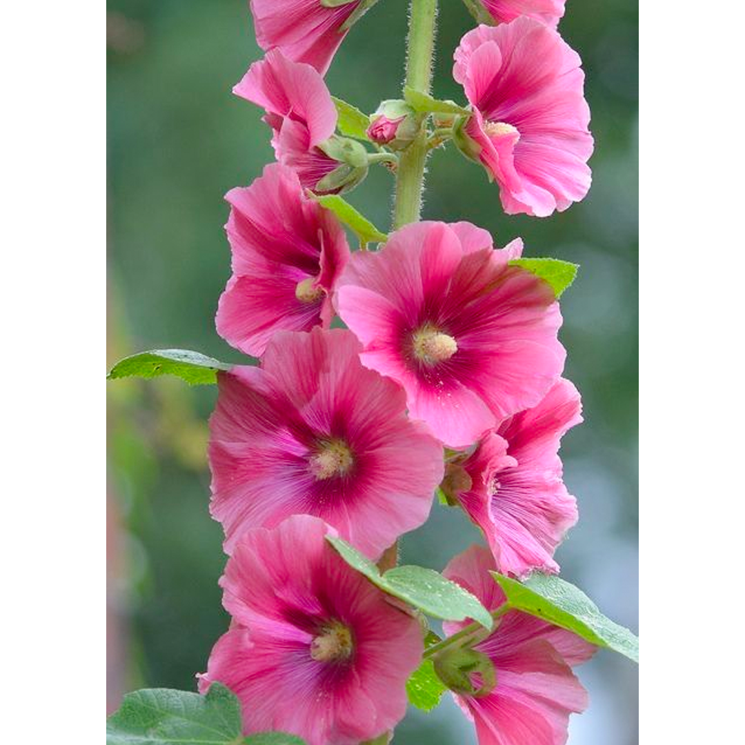 Hollyhock Seeds - Single Mix-Plantjoyfarm-Flower Seeds