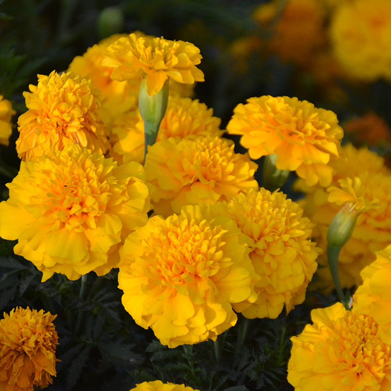 Good Companion For Vegetable Garden:Mixed French Marigold Seeds-Plantjoyfarm-Flower Seeds