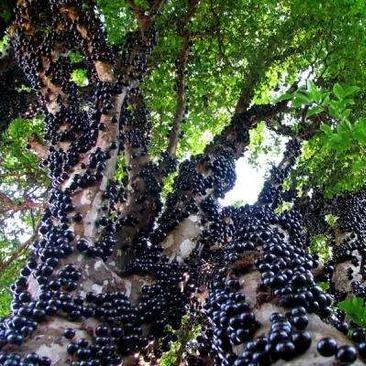 Jabuticaba-Plinia cauliflora-Tree Grape Seeds-Plantjoyfarm-Fruit Seeds,best selling
