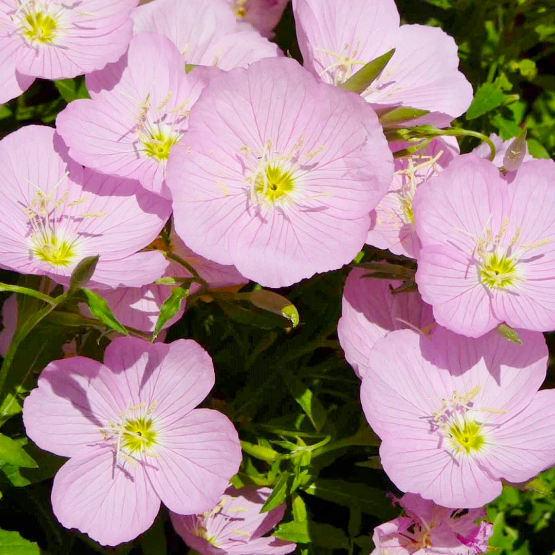 Showy Evening Primrose Seeds-Plantjoyfarm-Flower Seeds