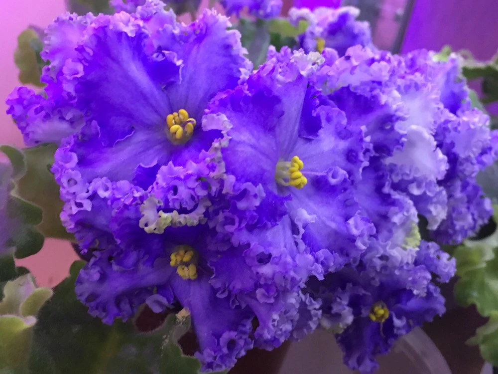 Violet - Saintpaulija Reigning Beauty-Plantjoyfarm-Flower Seeds,Garden Seeds,best selling