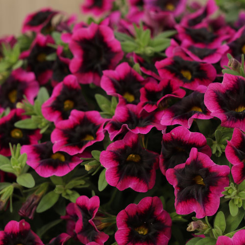 Blackberry Punch Calibrachoa Flower Seeds-Plantjoyfarm-Petunia,Garden Seeds,best selling