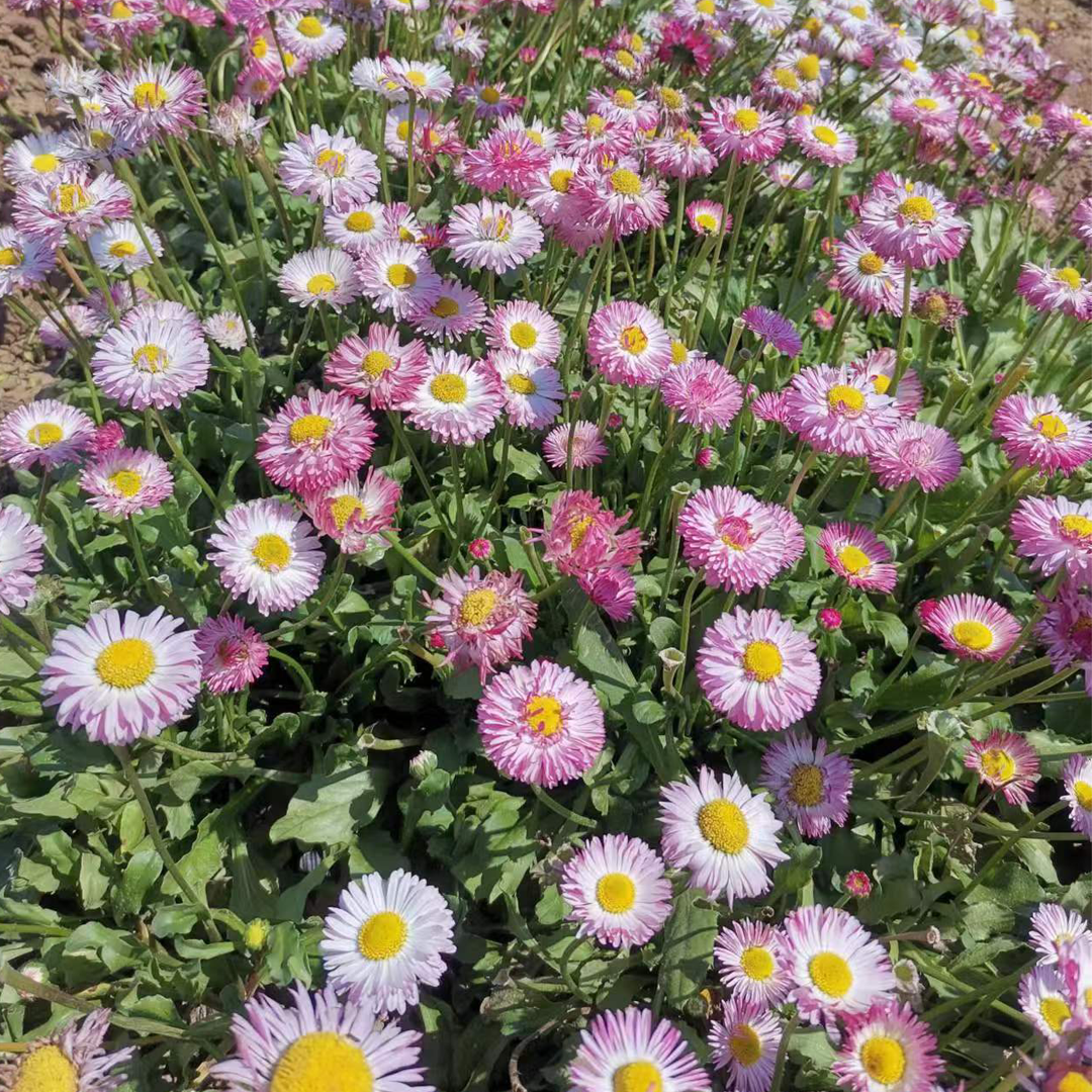Daisy Crazy - Mix-Plantjoyfarm-Flower Seeds