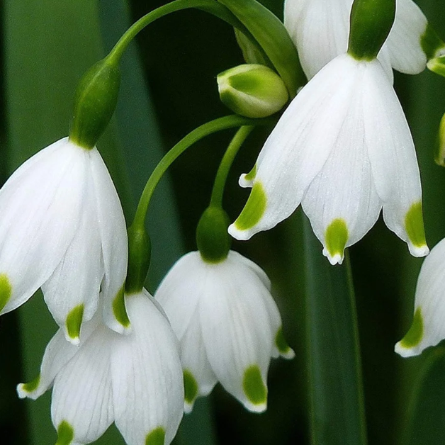 🌼Snowdrop Flower Seeds—Symbol Of Hope-Plantjoyfarm-best selling,Garden Seeds