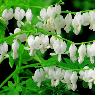 Ocean Bleeding Heart Seeds ~ Dicentra Spectabilis ~ Gifts ~ Grow Your Own ~ Spring Flowers-Plantjoyfarm-Flower Seeds,Garden Seeds,best selling
