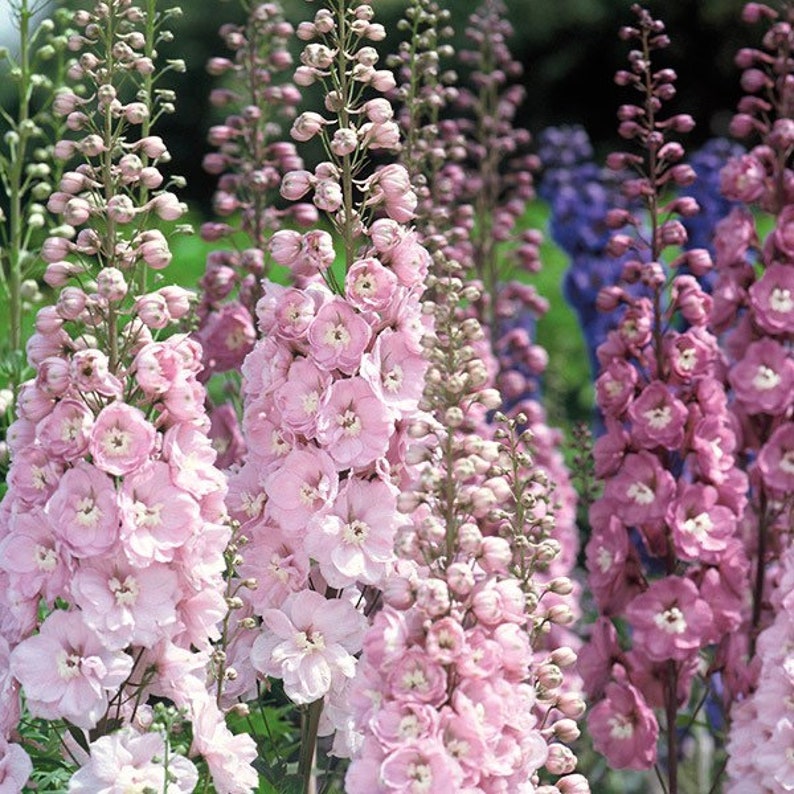 50+ seed Unique, Baby pink blooms Larkspur Seed-Plantjoyfarm-Garden Seeds,best selling
