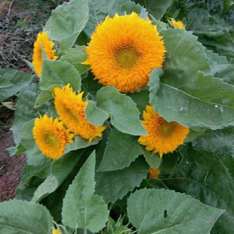 Teddy Bear Sunflower Seeds-Plantjoyfarm-Flower Seeds