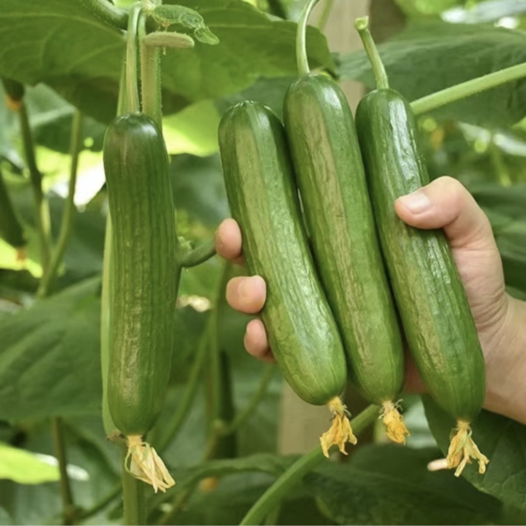 Big Sale - Fruit Cucumber Seeds-Plantjoyfarm-Flower Seeds,Vegetable Seeds,best selling