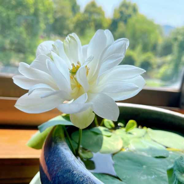🪷Bowl Lotus: Embracing Zen Through Blossoms-Plantjoyfarm-best selling,Garden Seeds