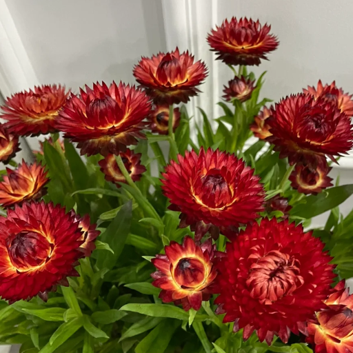 🌻Straw Chrysanthemum-Plantjoyfarm-best selling,Garden Seeds