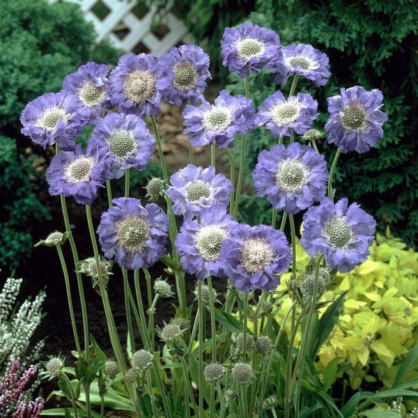 Scabiosa Comosa Seeds-Plantjoyfarm-Flower Seeds,Garden Seeds,best selling