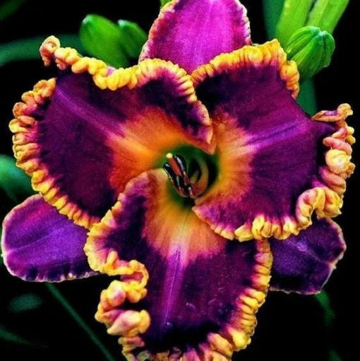 Daylily Hybrid Flowers Seeds, Hemerocallis Hybrid, 20pcs/pack-Plantjoyfarm-Flower Seeds,Garden Seeds,best selling