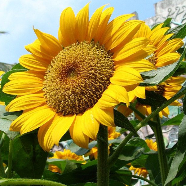 50 Seeds Mammoth Russian Sunflower Seeds-Plantjoyfarm-Flowers,Sunflower Mammoth,Sunflower Seeds,best selling
