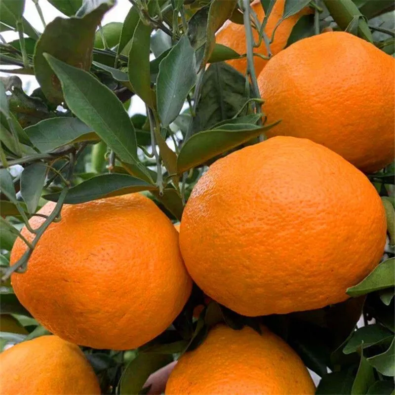 Rake Citrus Seeds (🪴Can be potted)-Plantjoyfarm-
