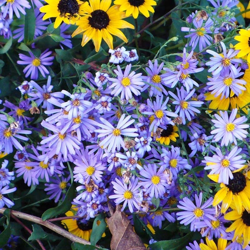 🌼 Superstar Aster Collection: Late Summer to Fall Beauty-Plantjoyfarm-Garden Seeds,Flowers Seeds,best selling