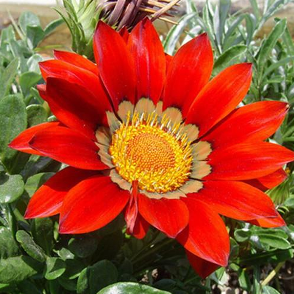 30 Seeds Gazania Coastal Rigens SunFlower Seeds-Plantjoyfarm-Sunflower Seeds,best selling