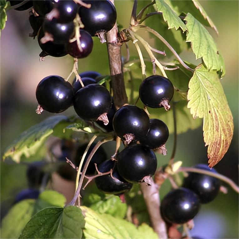 Multicolor Gooseberry Seeds-Plantjoyfarm-Fruit Seeds