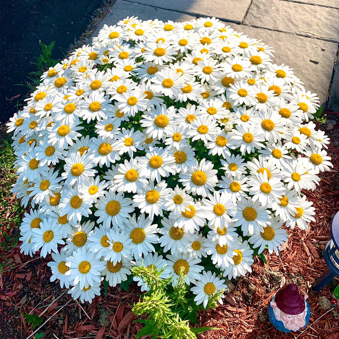 Popular Groundcover-Daisy Seeds-Plantjoyfarm-Flower Seeds