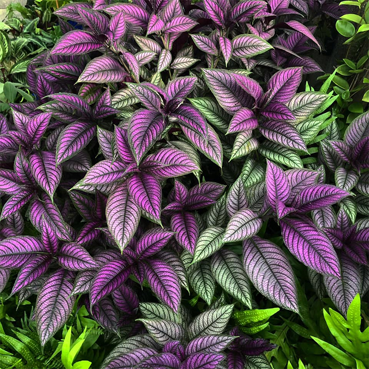 Persian Shield Hued Foliage Plant-Plantjoyfarm-Garden Seeds,best selling