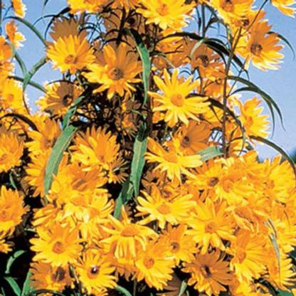Giant Maximillian Sunflower Seeds - Perennial Sunflower-Plantjoyfarm-Garden Seeds,Sunflower Seeds,best selling