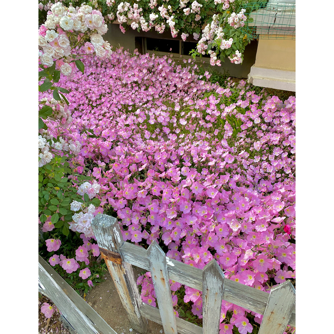 Showy Evening Primrose Seeds-Plantjoyfarm-Flower Seeds