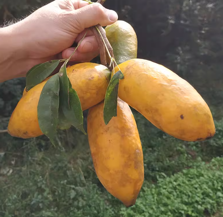 Stauntonia Leucantha Seeds-Plantjoyfarm-Fruit Seeds,best selling