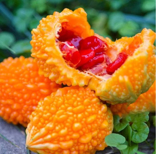 Lai Grape Seeds for Garden Bitter Gourd Seeds-Plantjoyfarm-