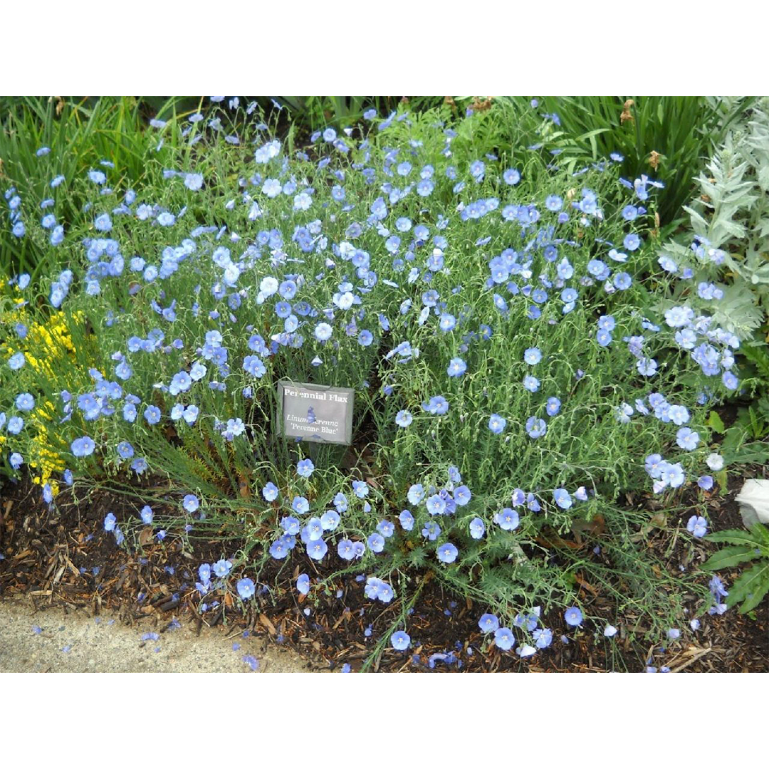 Perennial Blue Flax Seeds-Plantjoyfarm-Flower Seeds