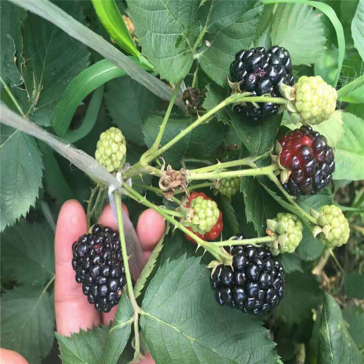 Large Fruited Raspberry Seeds-Plantjoyfarm-