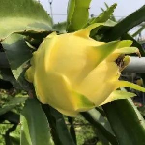 Multi-colored Dragon Fruit Seeds-Plantjoyfarm-Fruit Seeds,best selling
