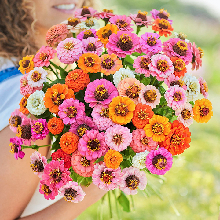 🌺Double Dwarf Zinnia Seeds-Plantjoyfarm-Garden Seeds,best selling