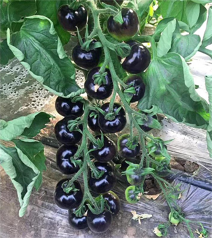 Black Tomato - Black Beauty Queen🍅- 98% Germination-Plantjoyfarm-