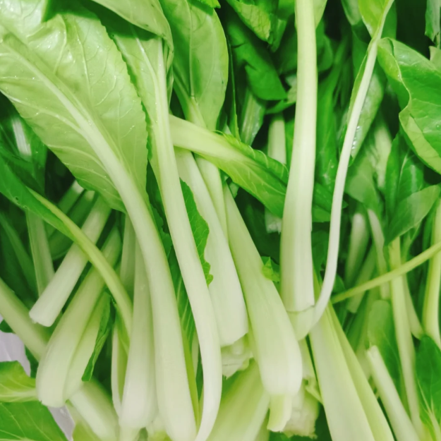 🥬All Year Round Chicken Feather Vegetable Seeds-Plantjoyfarm-best selling,Vegetable Seeds