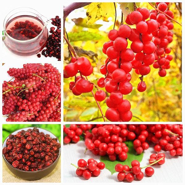 Egrow 50Pcs(100Pcs)/Pack Schisandra Seeds Chinese Magnolia Vine Edible Garden Fruit Tree Seed DIY Plants-Plantjoyfarm-Fruit Seeds