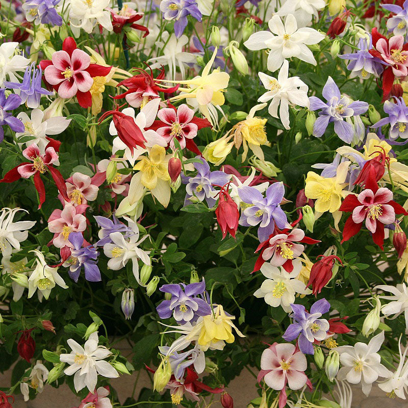 Columbine Seeds - McKana Giant Mix-Plantjoyfarm-Flower Seeds,Garden Seeds,best selling