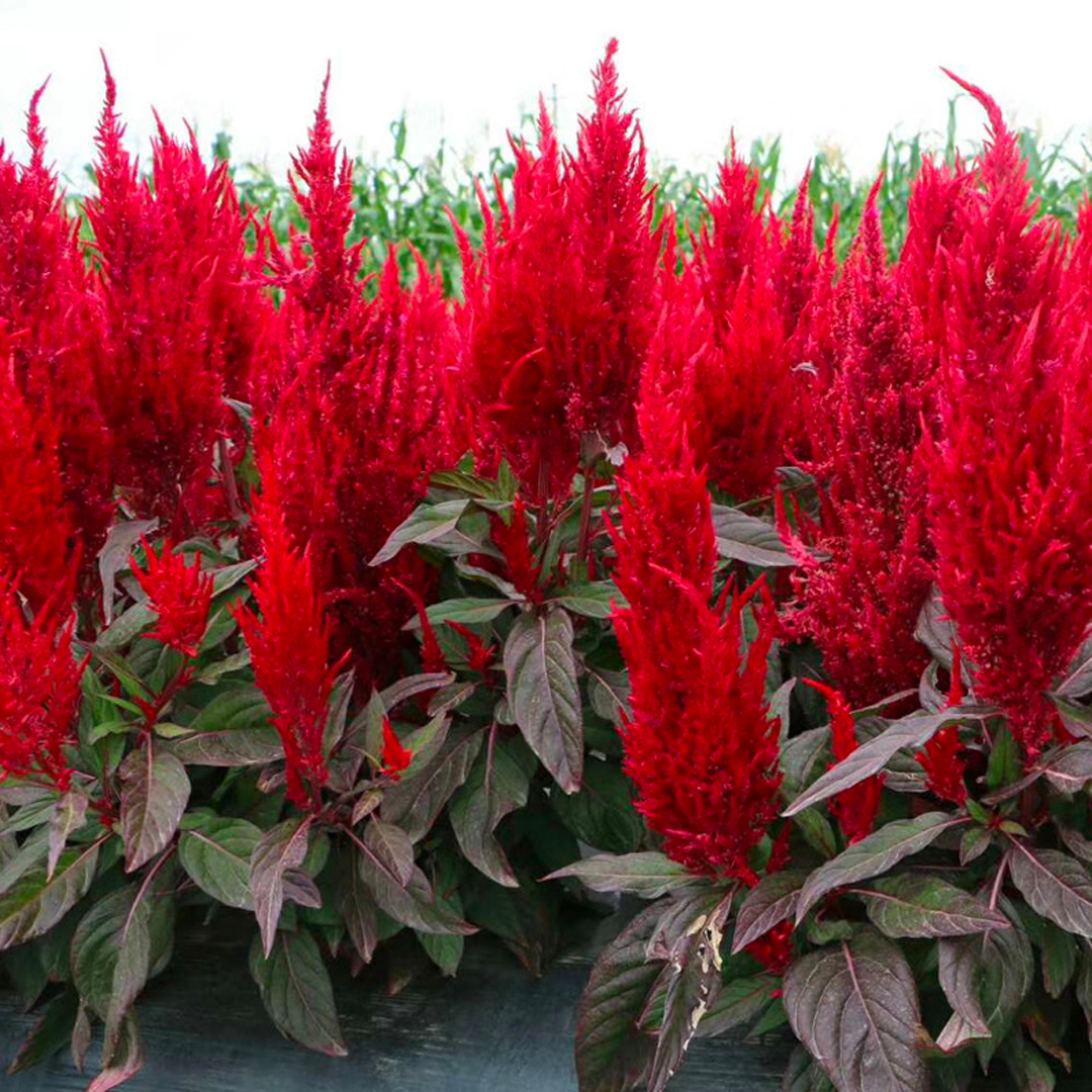 500 Pcs Plumed Castle Celosia Seeds-Plantjoyfarm-Flower Seeds