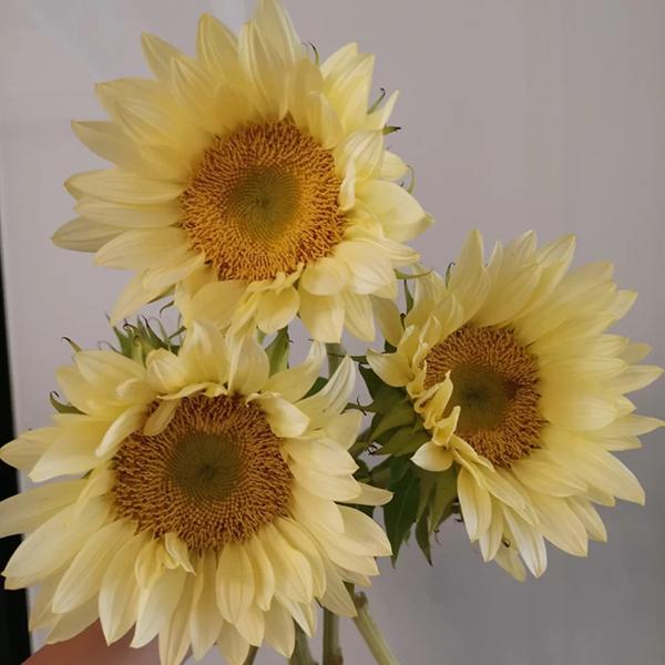 Butter Sunflower Seeds-Plantjoyfarm-Sunflower Seeds,best selling