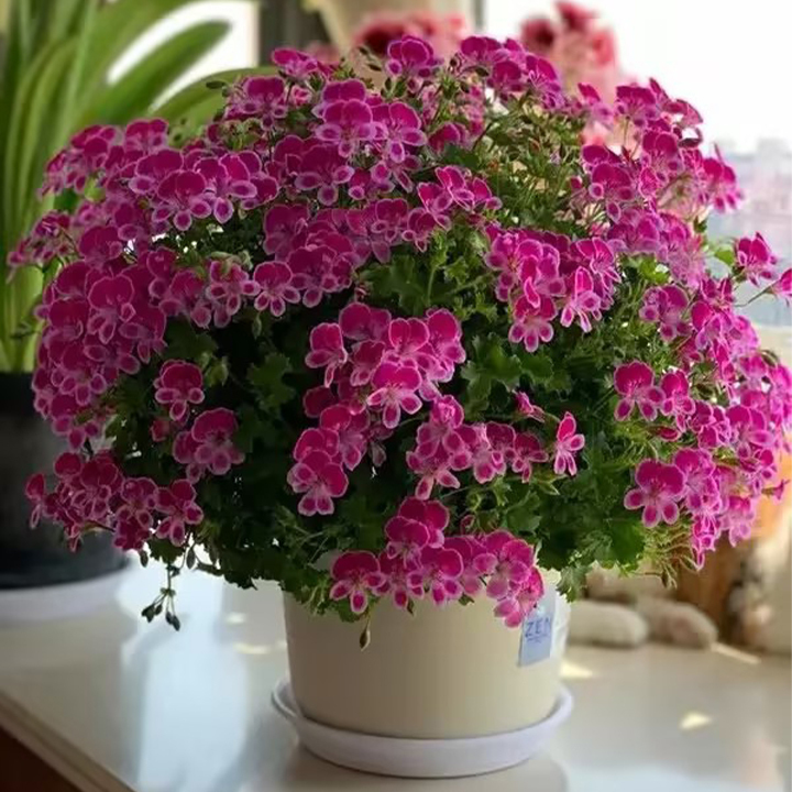 Angel's Eyes Perfume Geranium-Plantjoyfarm-Garden Seeds,best selling