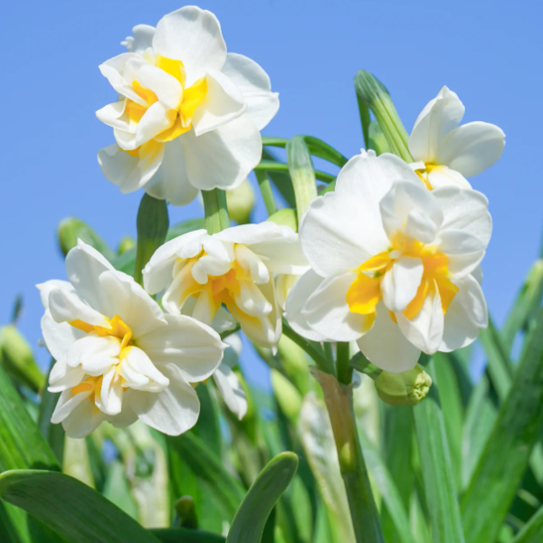 🌺White Purity - Third Generation Daffodils-Plantjoyfarm-best selling,Garden Seeds